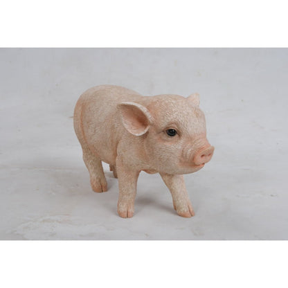 Standing Baby Pig