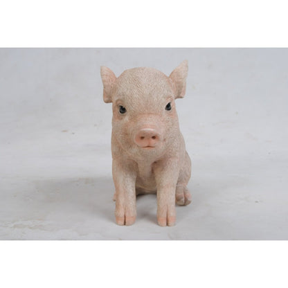 Sitting Baby Pig