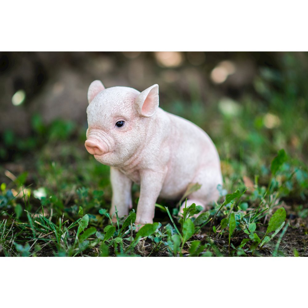 Sitting Baby Pig