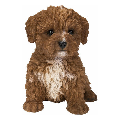 Baby Cavapoo Chocolate