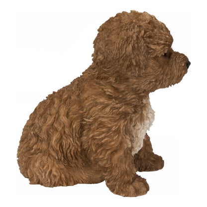 Baby Cavapoo Chocolate