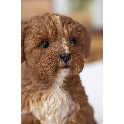 Baby Cavapoo Chocolate