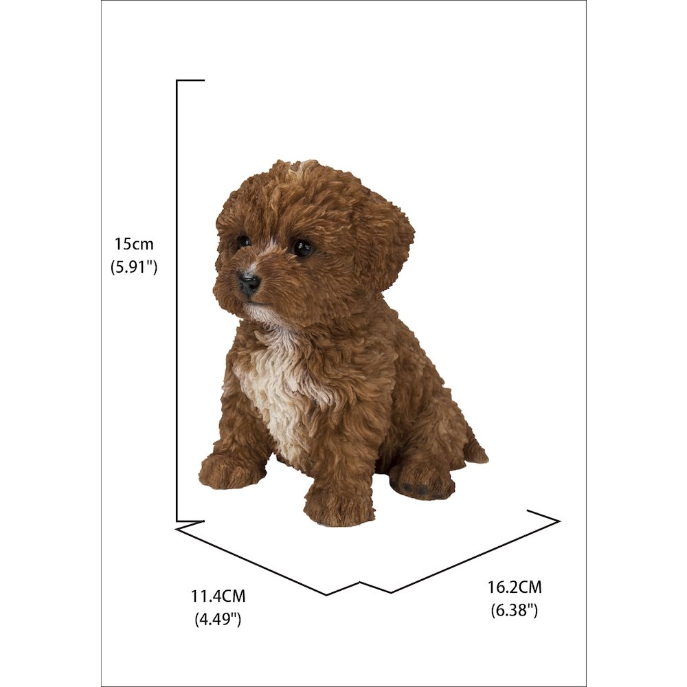 Baby Cavapoo Chocolate