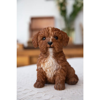 Baby Cavapoo Chocolate