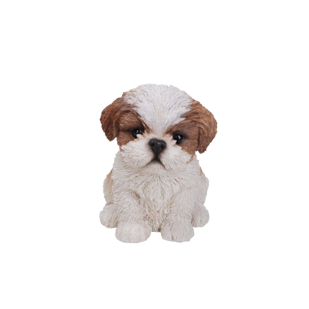 Brown & White Shih Tzu Puppy