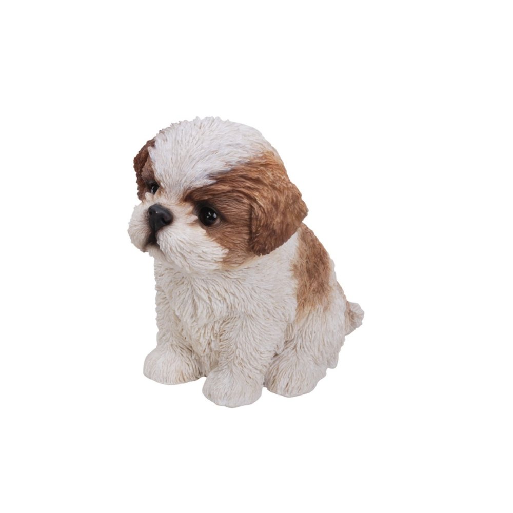 Brown & White Shih Tzu Puppy