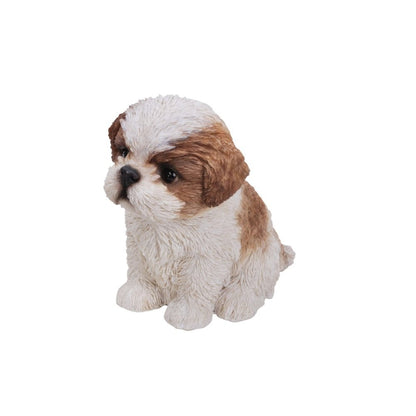 Brown & White Shih Tzu Puppy