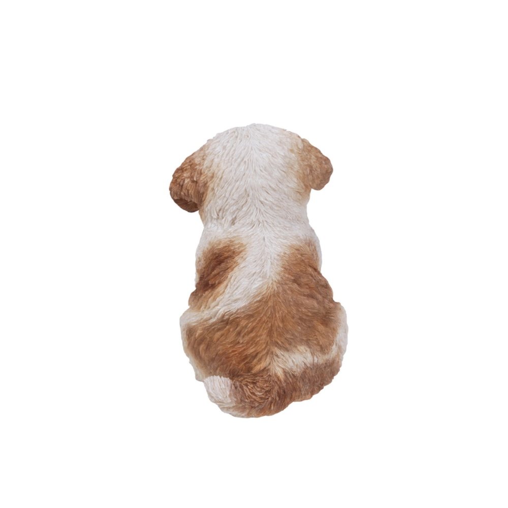 Brown & White Shih Tzu Puppy