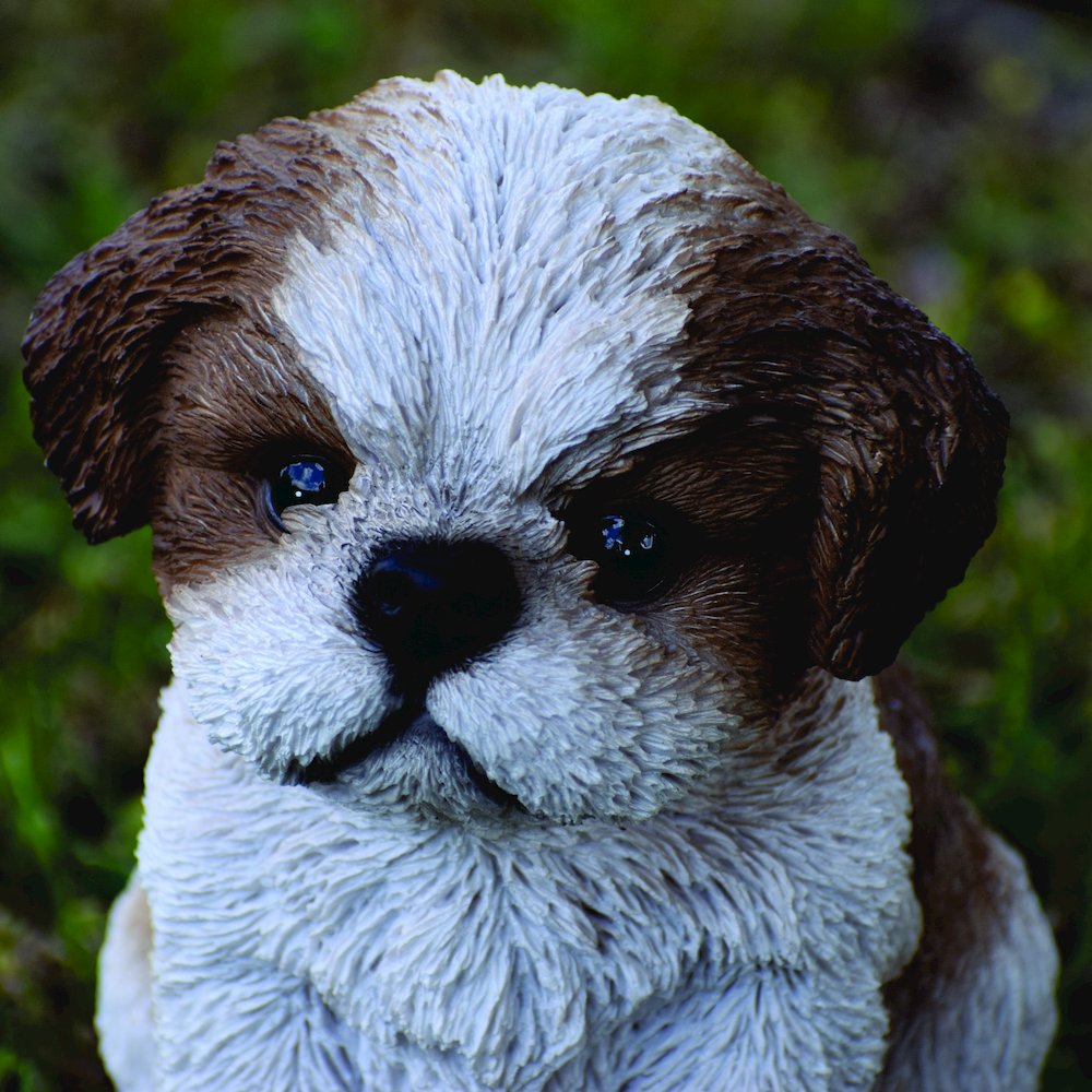 Brown & White Shih Tzu Puppy