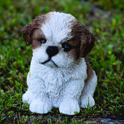 Brown & White Shih Tzu Puppy