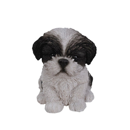Black & White Shih Tzu Puppy