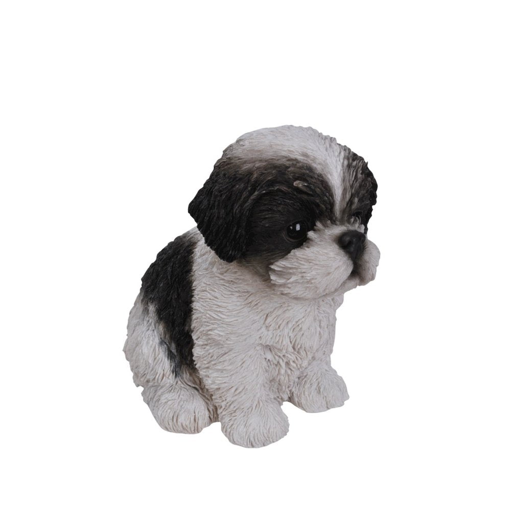Black & White Shih Tzu Puppy