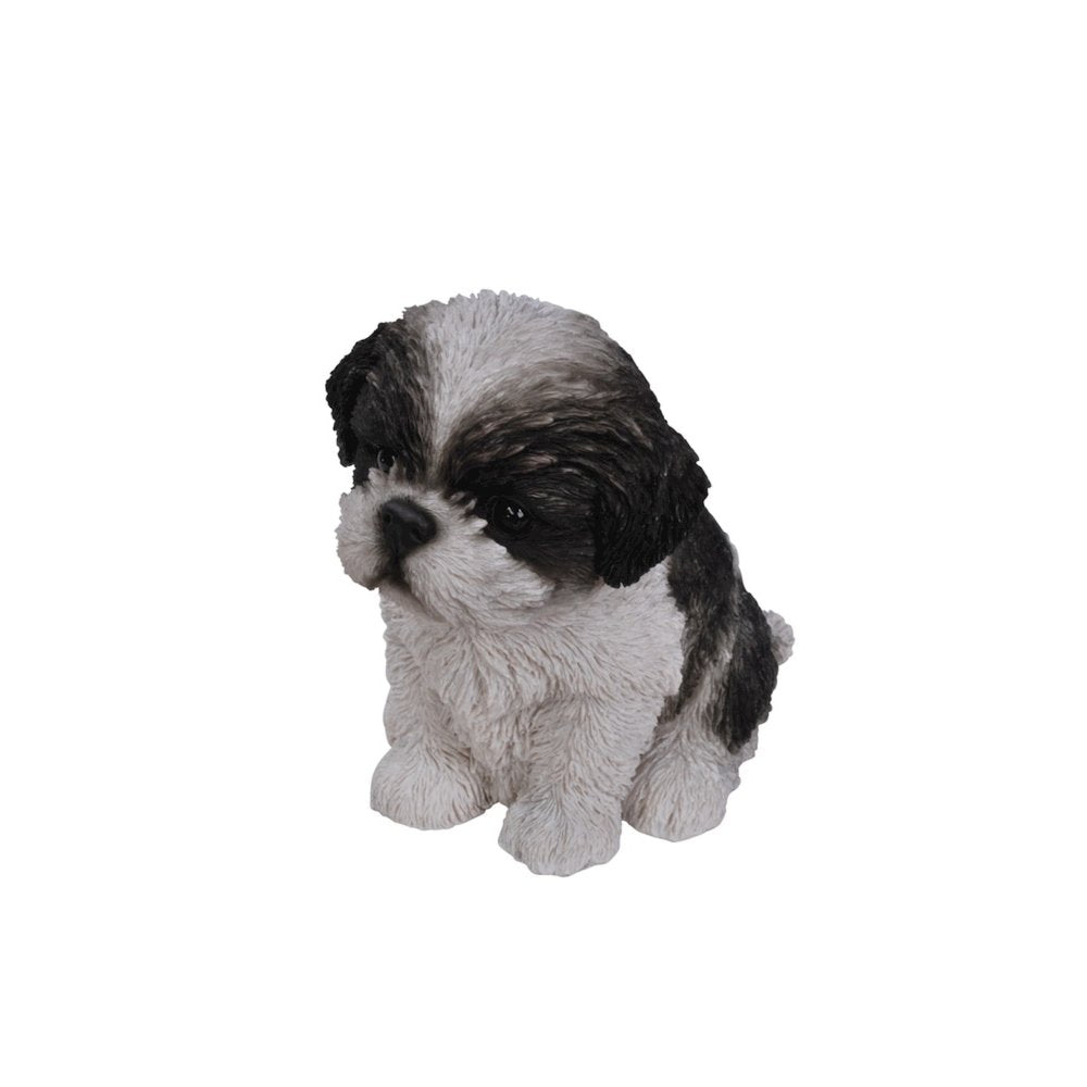 Black & White Shih Tzu Puppy