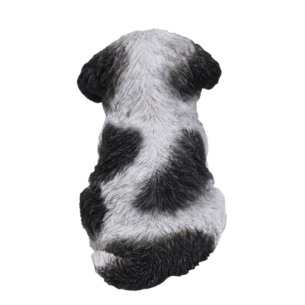 Black & White Shih Tzu Puppy