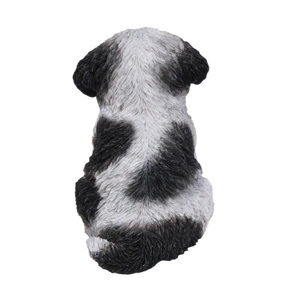 Black & White Shih Tzu Puppy