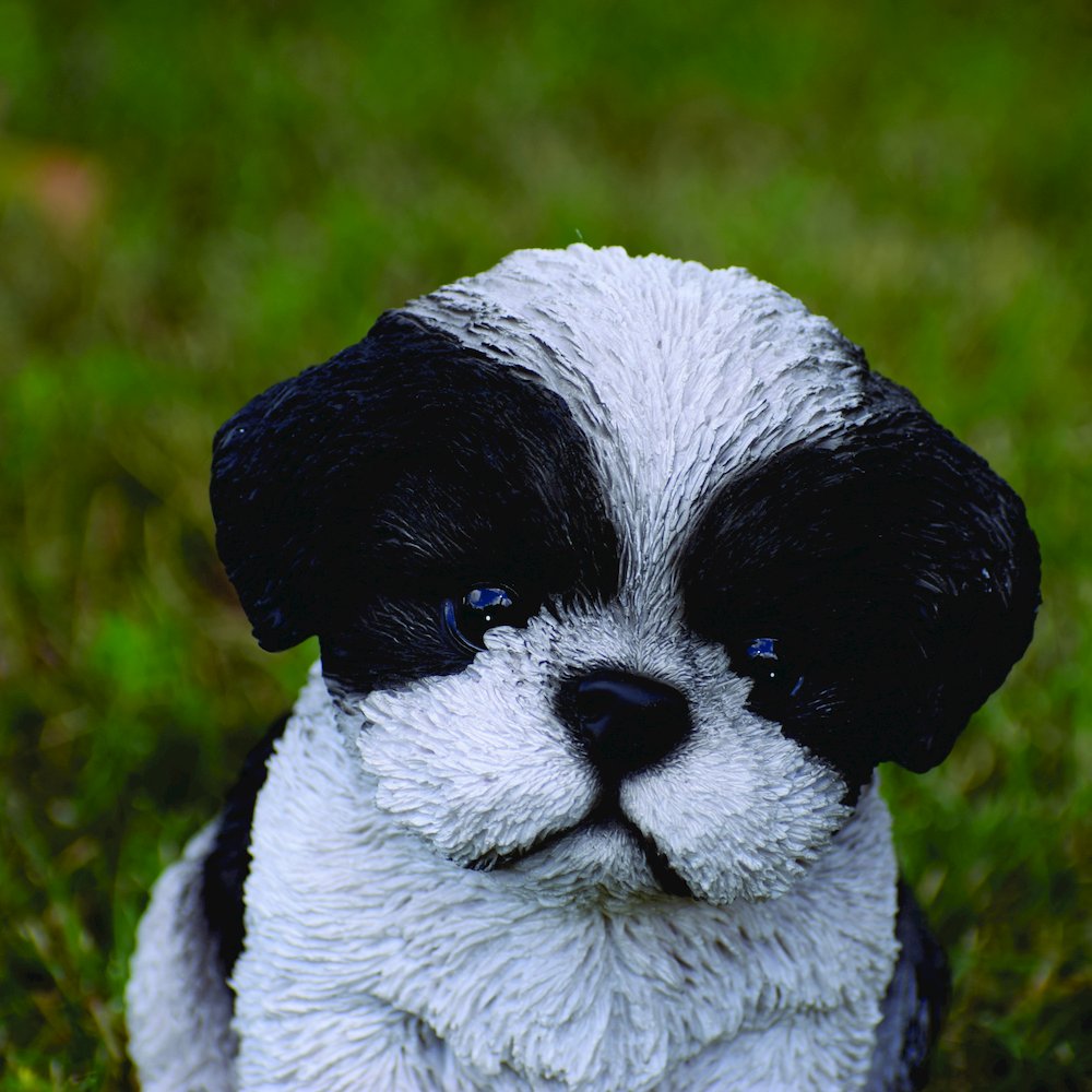 Black & White Shih Tzu Puppy