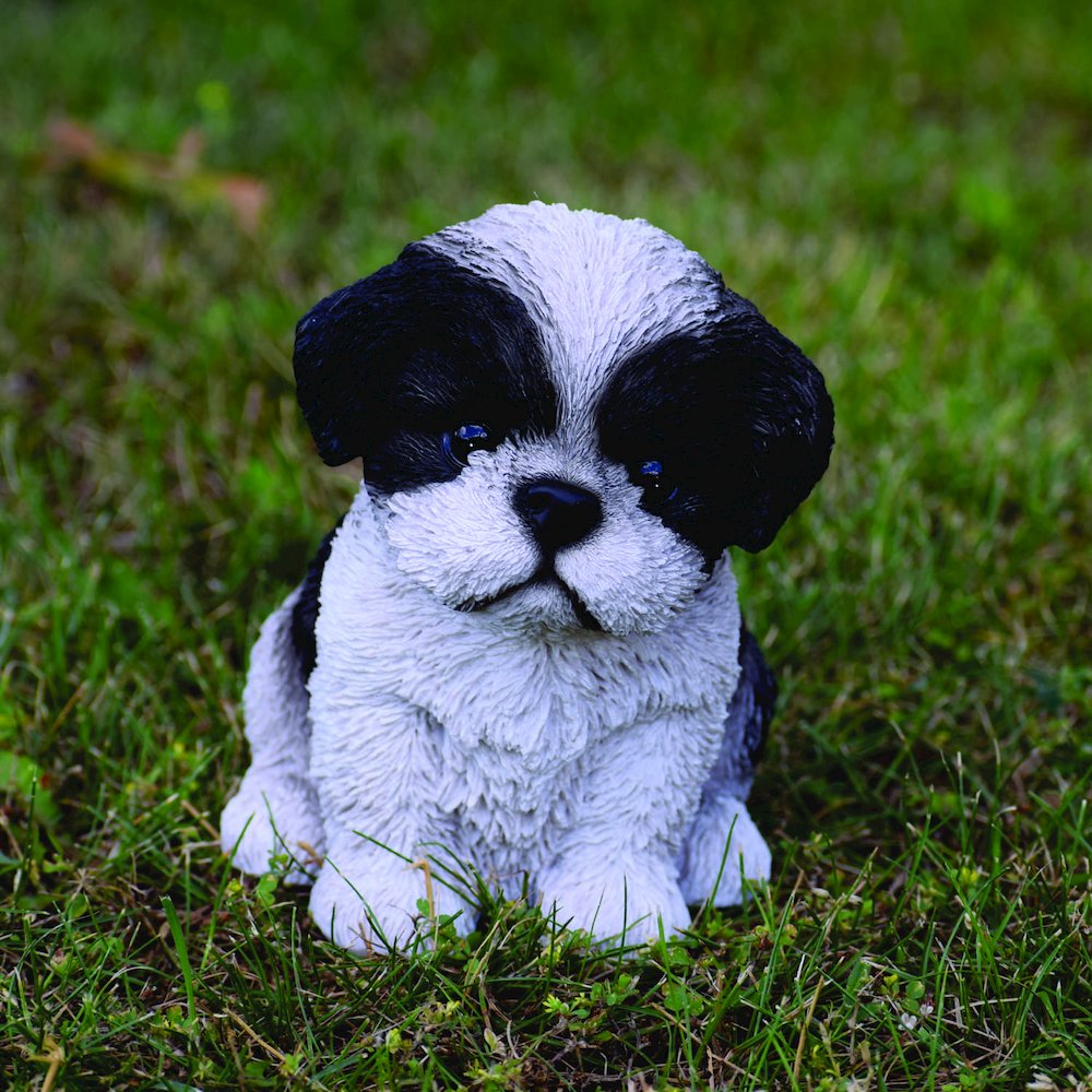 Black & White Shih Tzu Puppy
