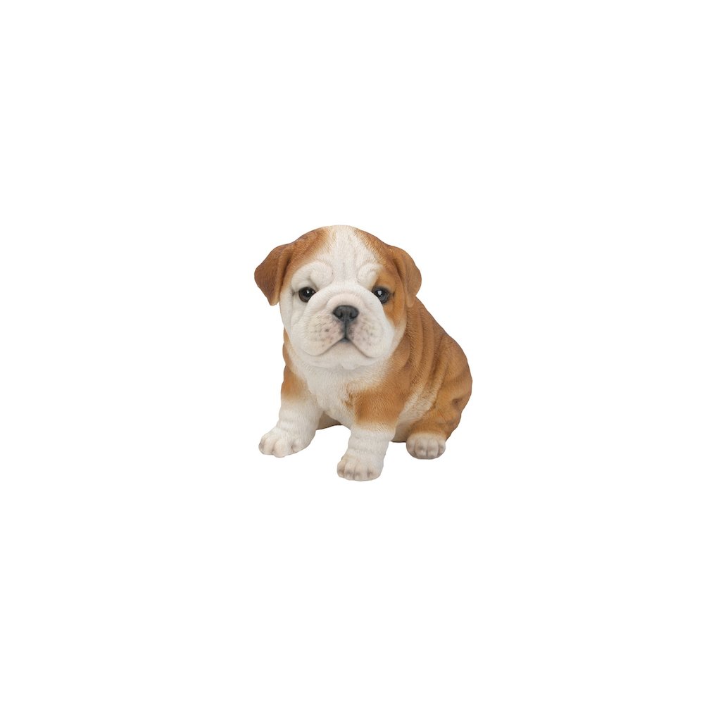 Bulldog Puppy