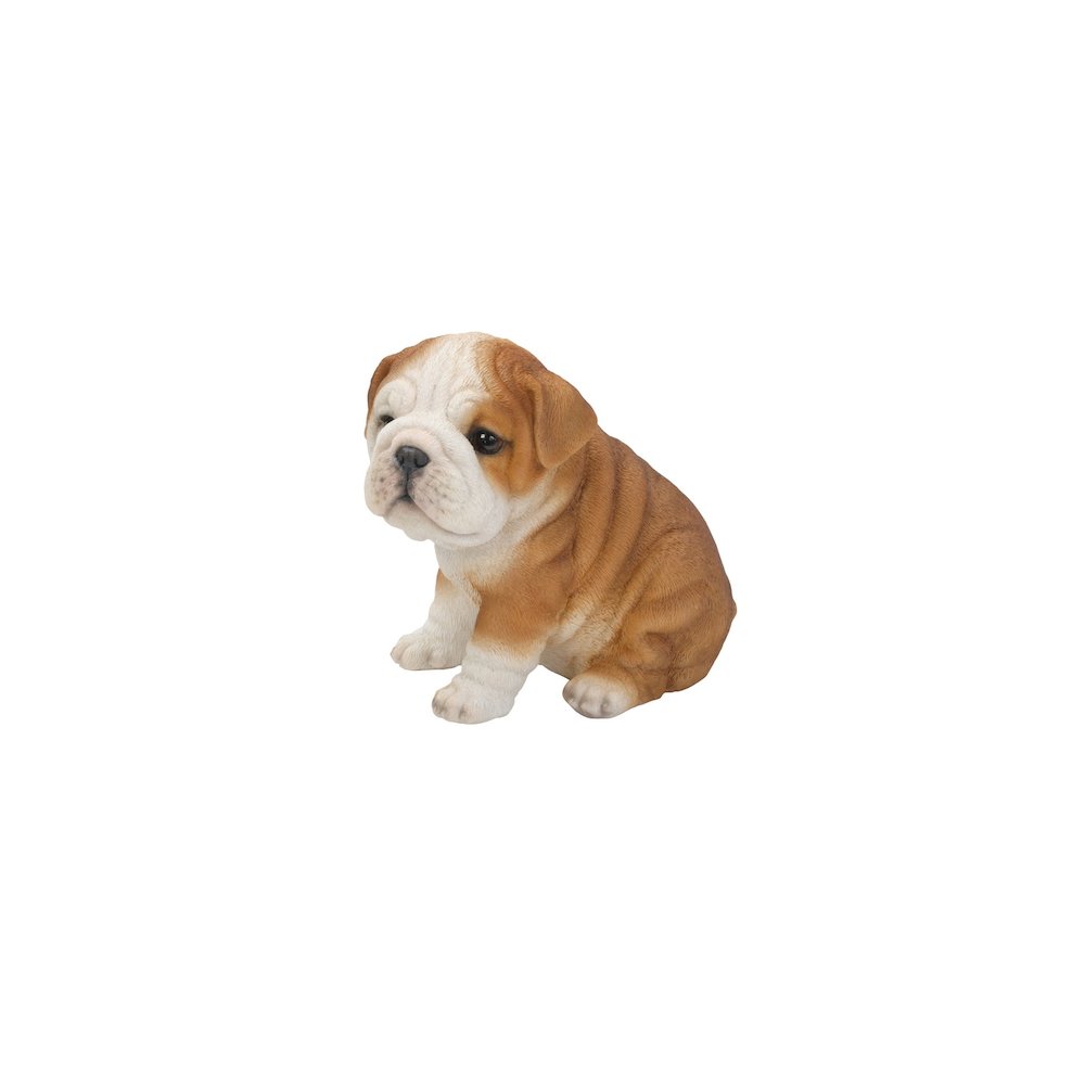 Bulldog Puppy