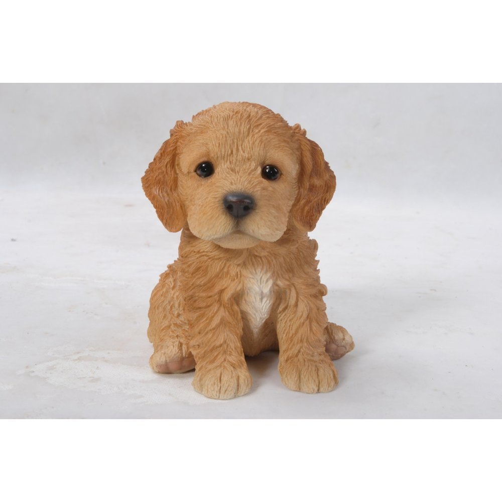 Brown Cockapoo Puppy