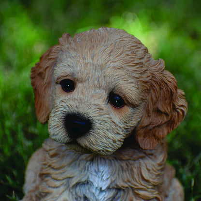 Brown Cockapoo Puppy