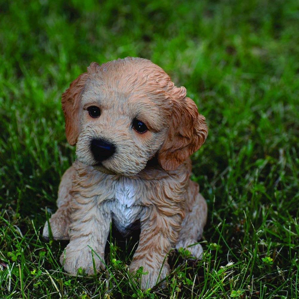 Brown Cockapoo Puppy