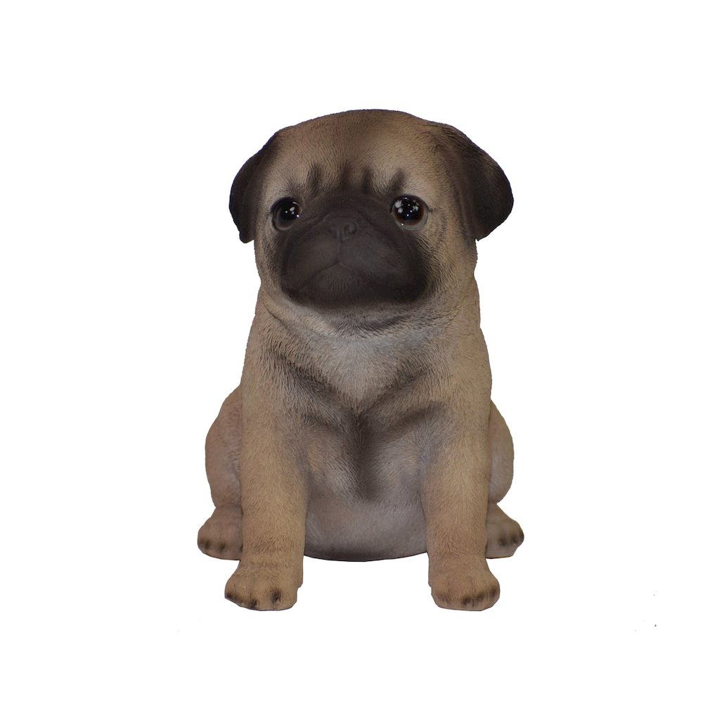Pug Puppy