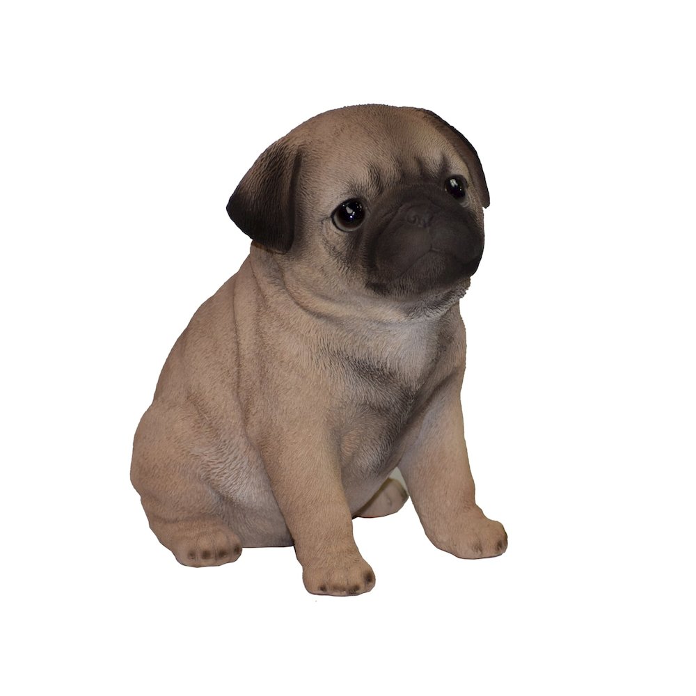 Pug Puppy