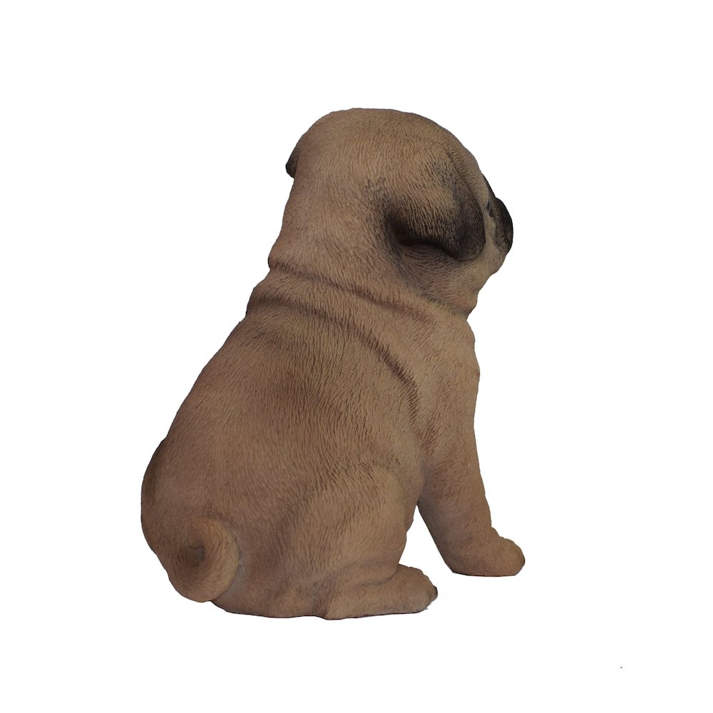 Pug Puppy