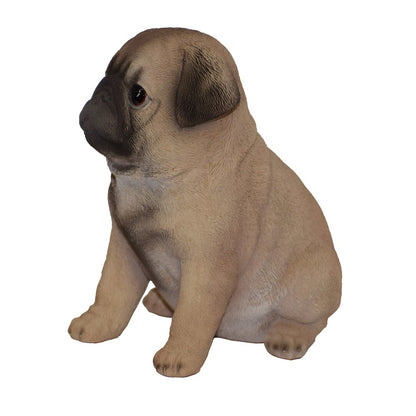 Pug Puppy