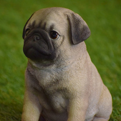 Pug Puppy