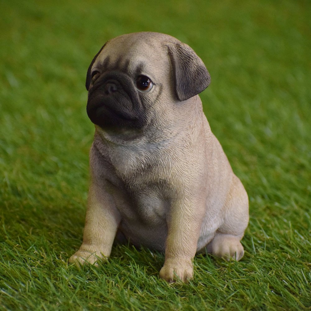 Pug Puppy