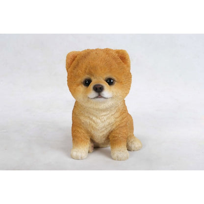 Pomeranian Puppy