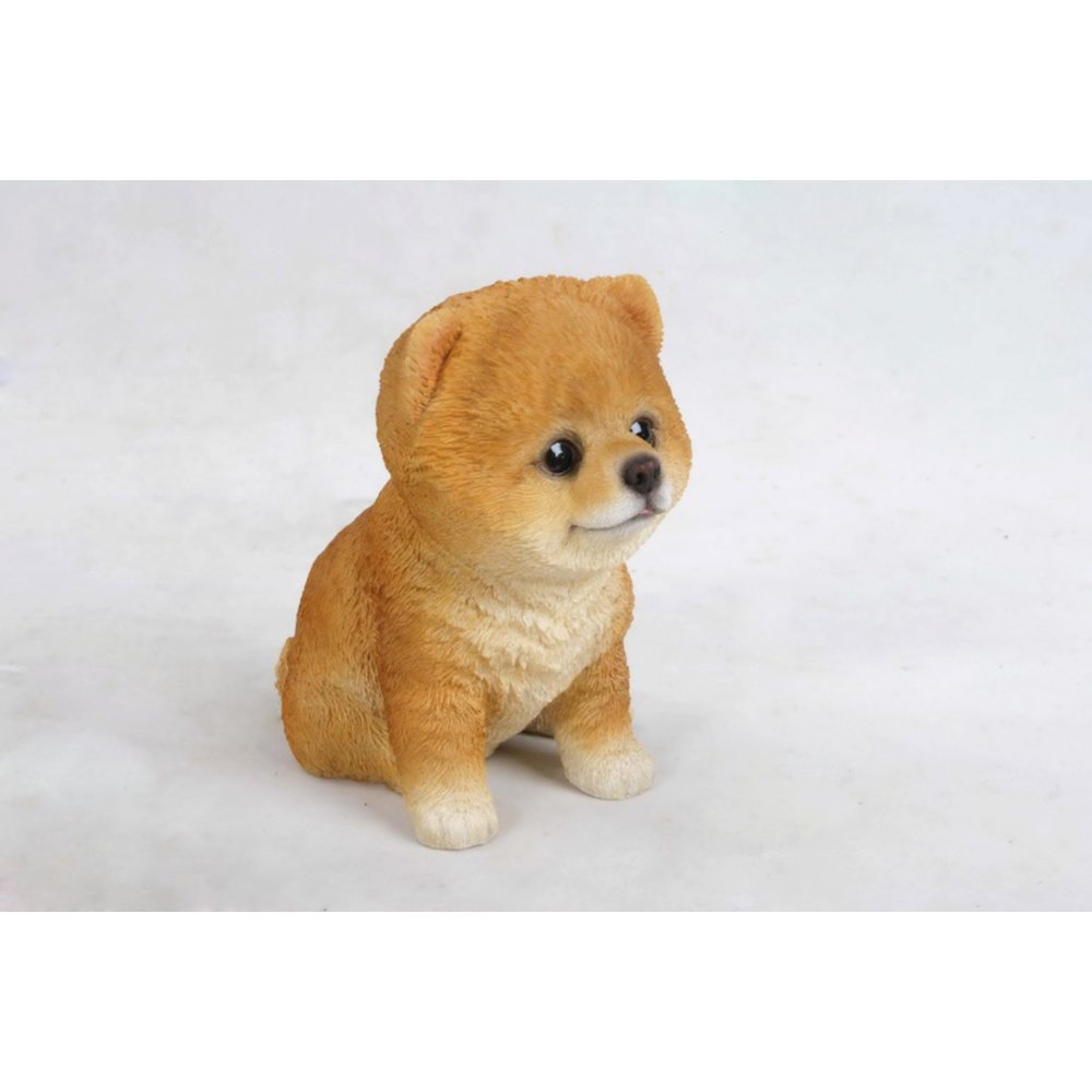 Pomeranian Puppy