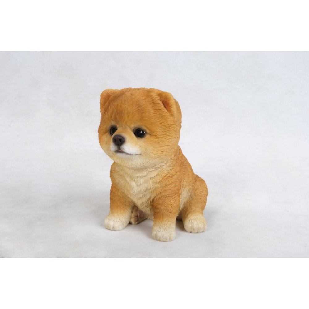 Pomeranian Puppy