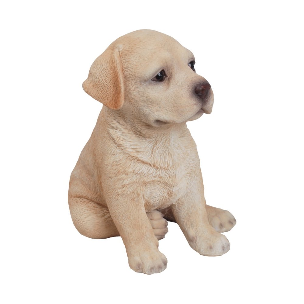 Yellow Labrador Puppy