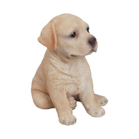 Yellow Labrador Puppy