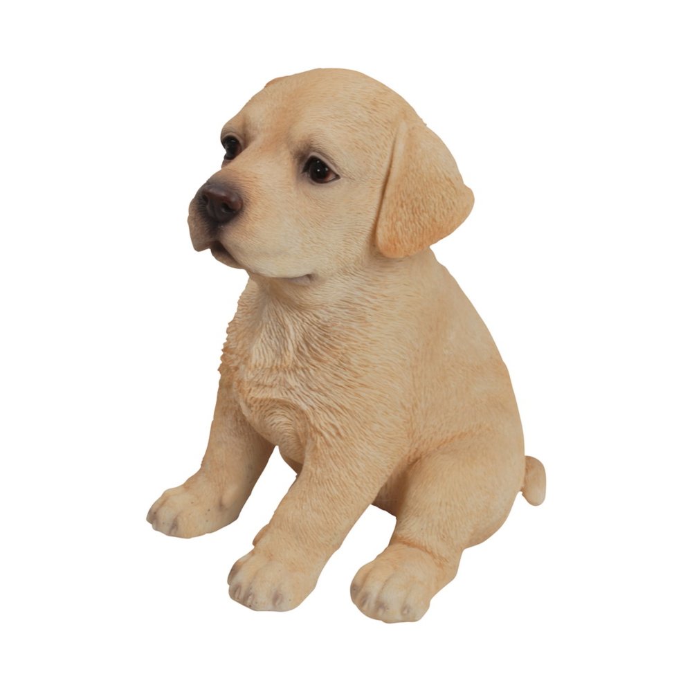 Yellow Labrador Puppy