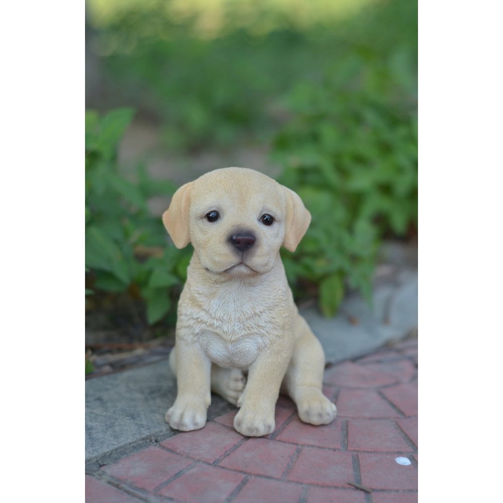Yellow Labrador Puppy