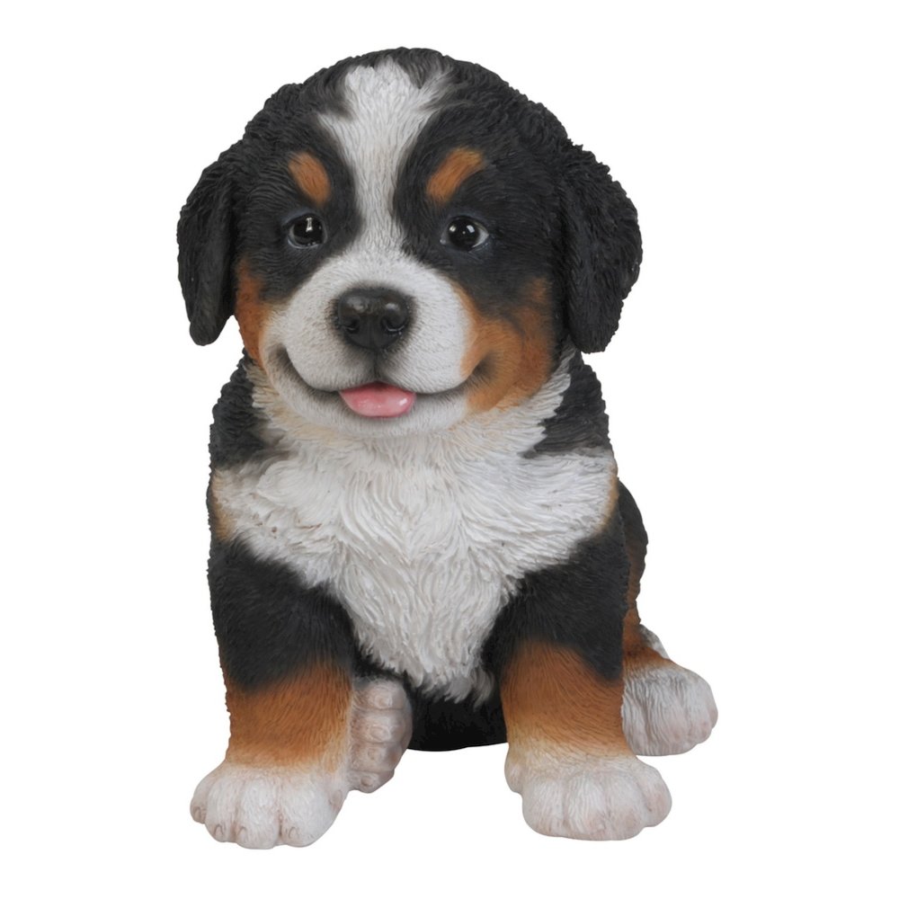 Bernese Mountain Dog Puppy