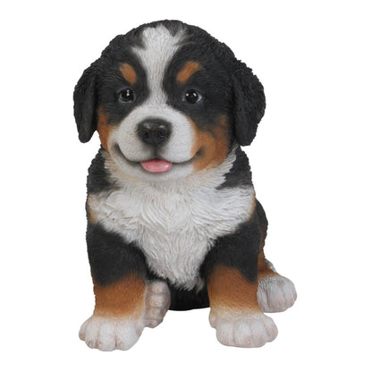 Bernese Mountain Dog Puppy