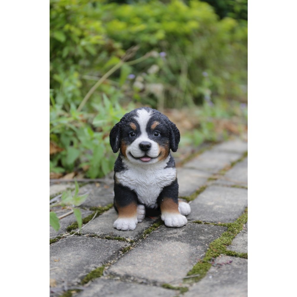 Bernese Mountain Dog Puppy