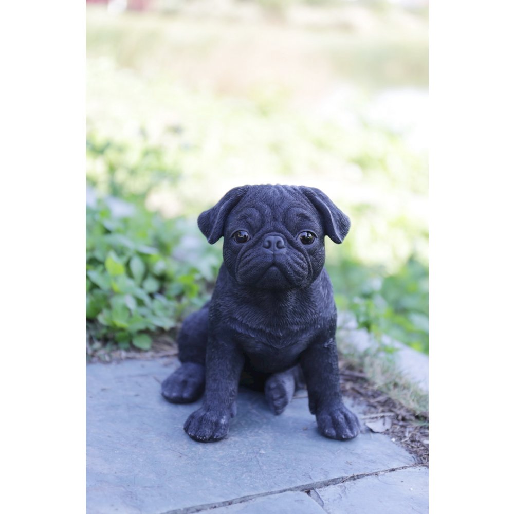 Pug Puppy