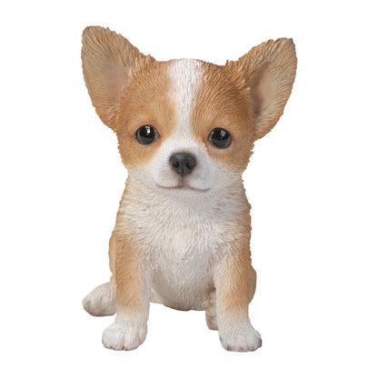 Brown & White Chihuahua Puppy