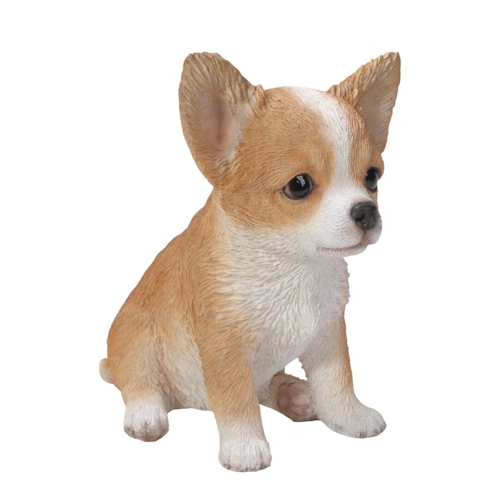 Brown & White Chihuahua Puppy