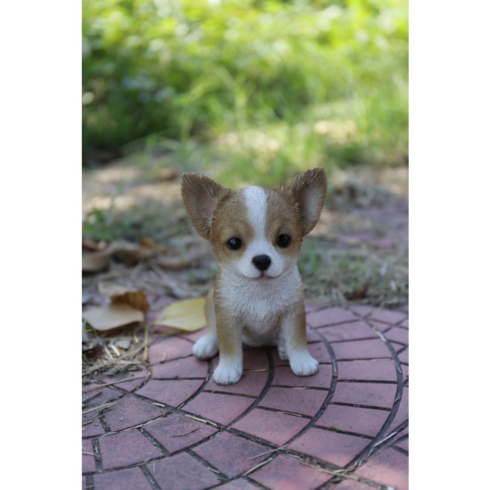 Brown & White Chihuahua Puppy