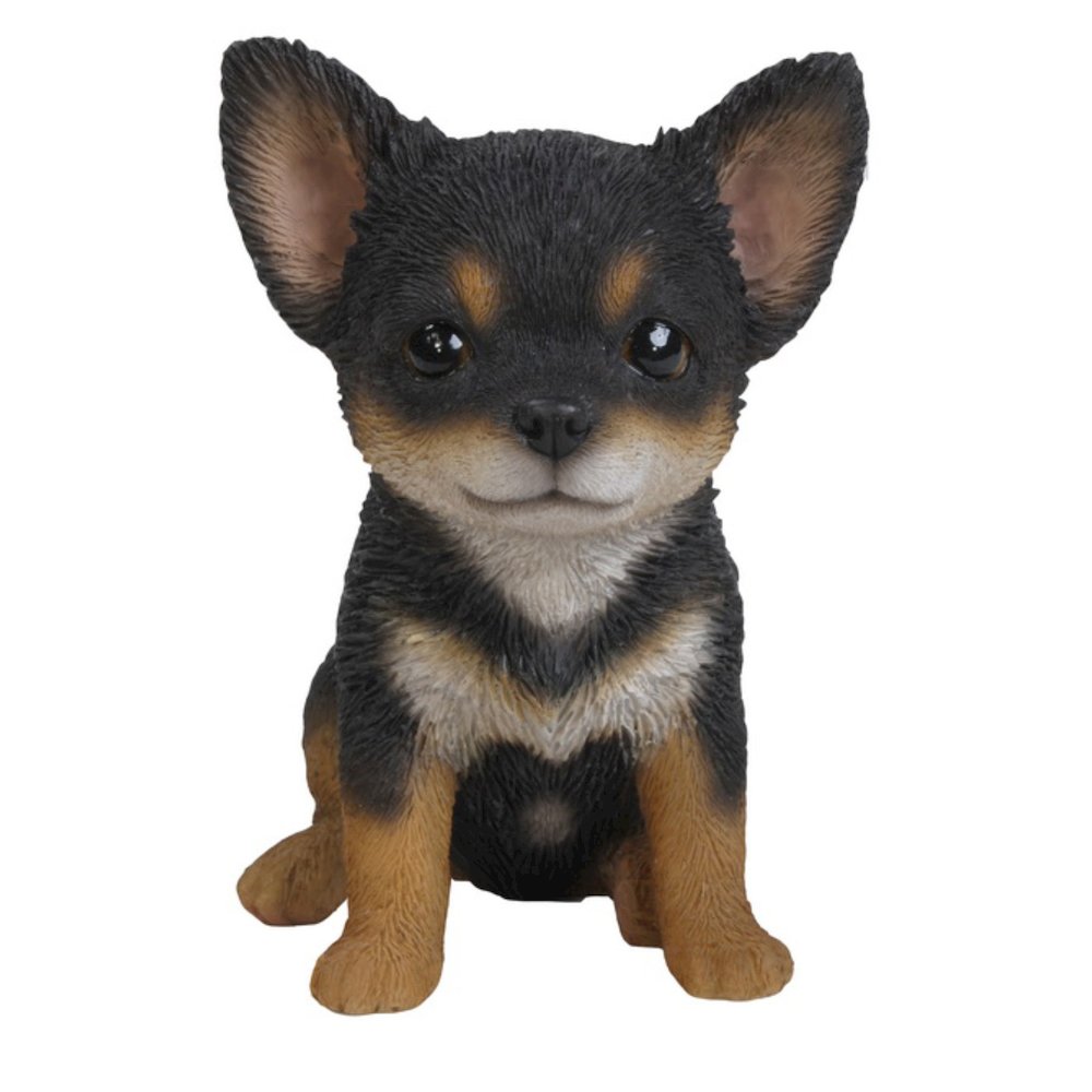Black & Brown Chihuahua Puppy