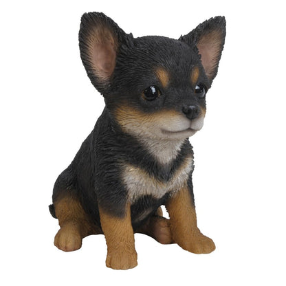 Black & Brown Chihuahua Puppy