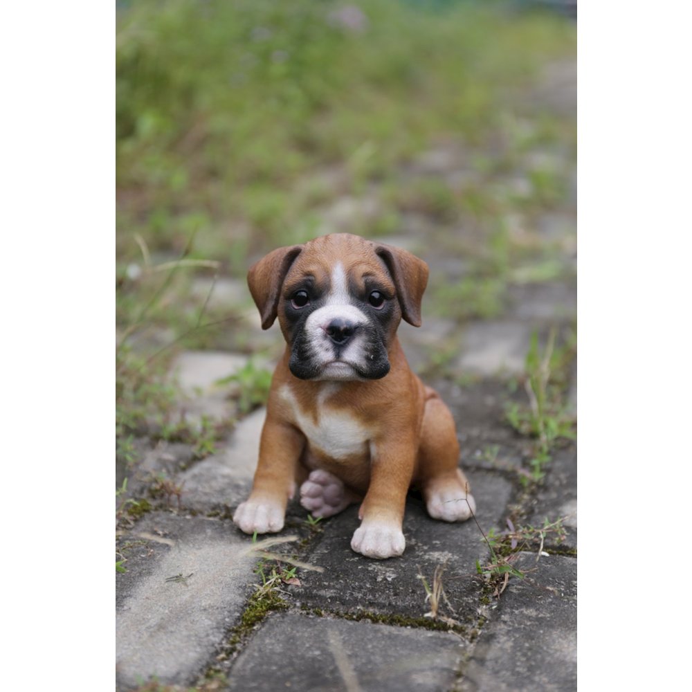 Boxer Puppy