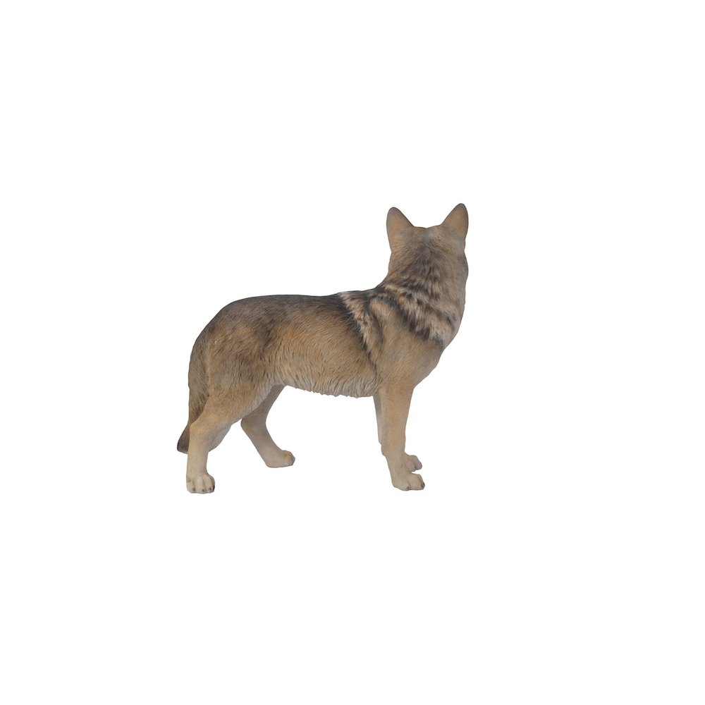 Coyote Standing